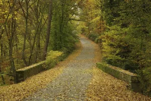 Weg im Herbstwald, Weg im Herbstwald
