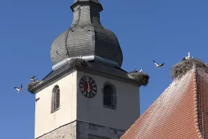 WeiBstorche nisten auf dem Kirchturm