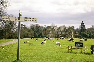Weidende Rinder in Launde Abbey, Leicestershire, England, UK, August 1972