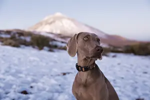 A Weimaraner dog with a watchful expression stands against a backdrop of snow