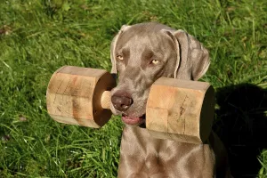 Weimaraner Jagdhund bei der Ausbildung zum Apport