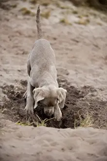 Weimaraner puppy digging in the sand