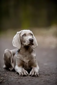 Weimaraner puppy lying on a road in the forest