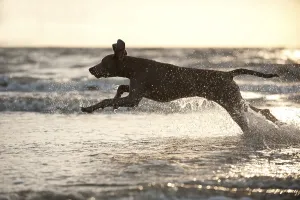 Weimaraner running in the water, St