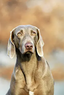 Weimaraner, short-coated, bitch