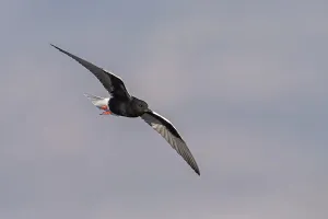 Weissfluegelseeschwalbe, White-winged Black Tern