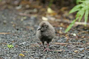 Weka (Gallirallus australis) chick foraging