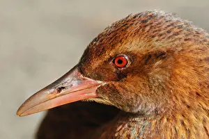 Weka (Gallirallus australis scotti) adult