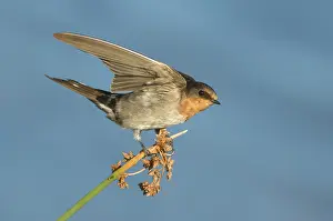 Welcome Swallow (Hirundo neoxena)