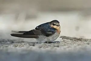 Welcome Swallow (Hirundo neoxena)