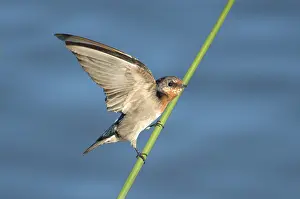 Welcome Swallow (Hirundo neoxena)