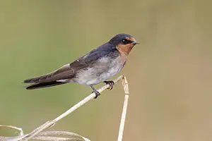 Welcome Swallow (Hirundo neoxena)