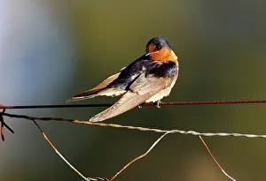 Welcome Swallow (Hirundo neoxena) adult