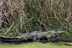 A well-camouflaged alligator lies on the edge of the swamp