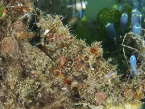 Well-camouflaged Papua dragon head (Scorpaenopsis papuensis) in dense underwater vegetation