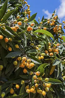 Well-lit tree with a multitude of yellow fruits and dense green leaves against a blue sky