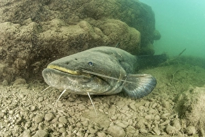 Wels catfish (Silurus glanis), in the Lez river, Montpellier, France, Europe