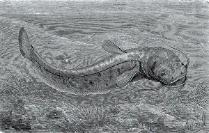 Wels catfish (Silurus glanis) or river catfish