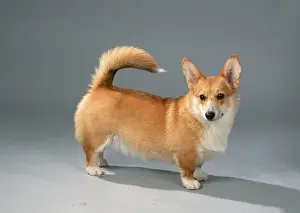 Welsh Corgi Pembroke, 6 months