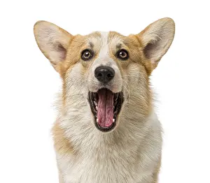 Welsh Corgi Pembroke (7 months old)