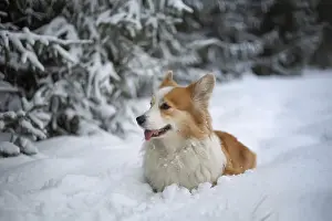 Welsh Corgi Pembroke dog in winter scenery