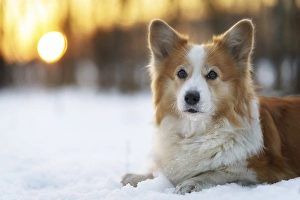 Welsh Corgi Pembroke dog in winter scenery during sunset