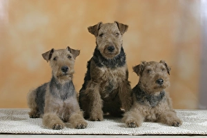 Welsh-Terrier