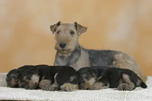 Welsh terrier, bitch with puppies