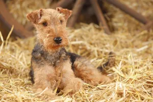 Welsh Terrier, female