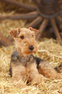Welsh Terrier, female