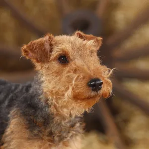 Welsh Terrier, female