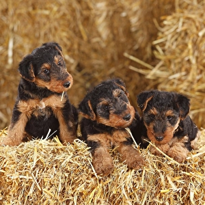 Welsh Terrier, puppies, 7 weeks