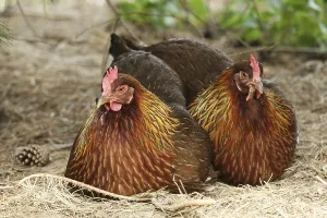 Welsum chicken, free range