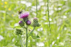 Welted thistle (Carduus crispus) on a meadow