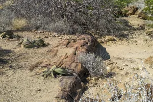 Welwitschia (Welwitschia mirabilis)