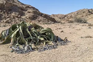Welwitschia (Welwitschia mirabilis)