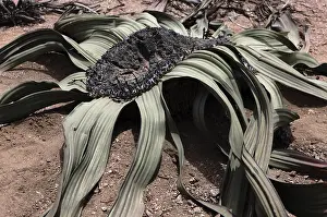 Welwitschia (Welwitschia mirabilis namibiensis)