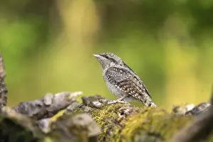Wendneck (Jynx torquilla), bird