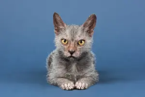 Werewolf Cat or Lykoi Cat (Felis silvestris catus)
