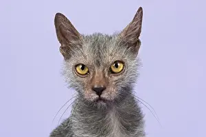 Werewolf Cat or Lykoi Cat (Felis silvestris catus)