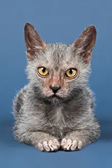 Werewolf Cat or Lykoi Cat (Felis silvestris catus)