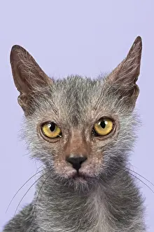 Werewolf Cat or Lykoi Cat (Felis silvestris catus)