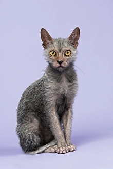 Werewolf Cat, Lykoi (Felis silvestris catus)