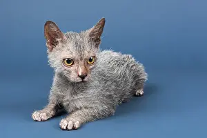 Werewolf cat, Lykoi, kitten, 6 months, studio shot