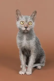 Werewolf cat, Lykoi, kitten, 6 months, studio shot