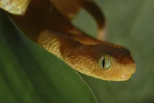 West African bush viper (Atheris chlorechis)
