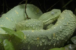 West African bush viper (Atheris chlorechis)