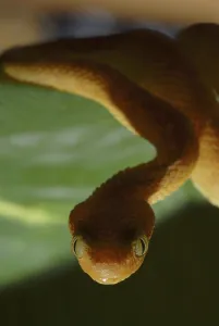 West African bush viper (Atheris chlorechis)