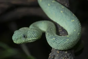 West African bush viper (Atheris chlorechis)
