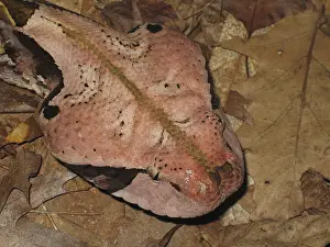 West african gaboon viper (Bitis rhinoceros)